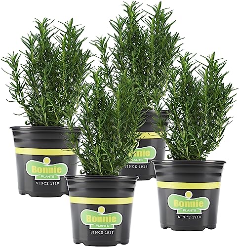 Fresh Kitchen Winter Garden: Grow Aromatic Herbs and Heirloom Vegetables Indoors