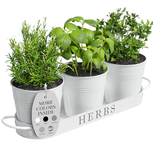 Kitchen Counter Herb Garden