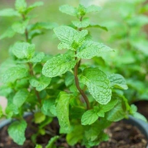 Lã¡ Mint – Vietnamese Kitchen Essential Herb for Fresh Flavor and Aroma