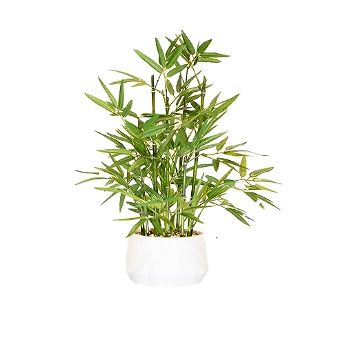 Lucky Bamboo Fine Chinese Kitchen